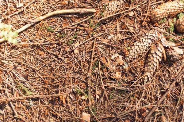 Pine Needles Removal in West Jordan