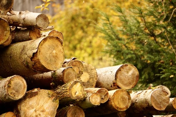 Wood Pile Removal in West Jordan