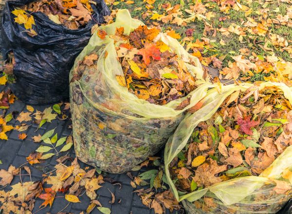 Yard Cleanup Service in West Jordan