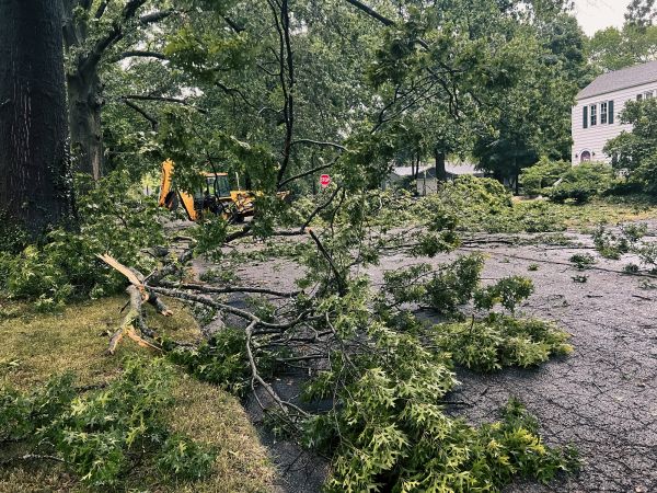 Tree Branch Disposal in West Jordan