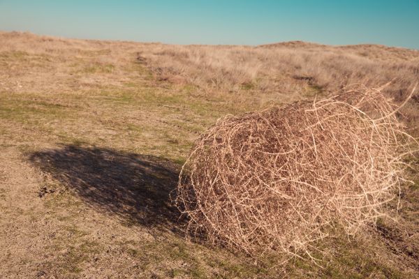 Tumbleweed Removal in West Jordan