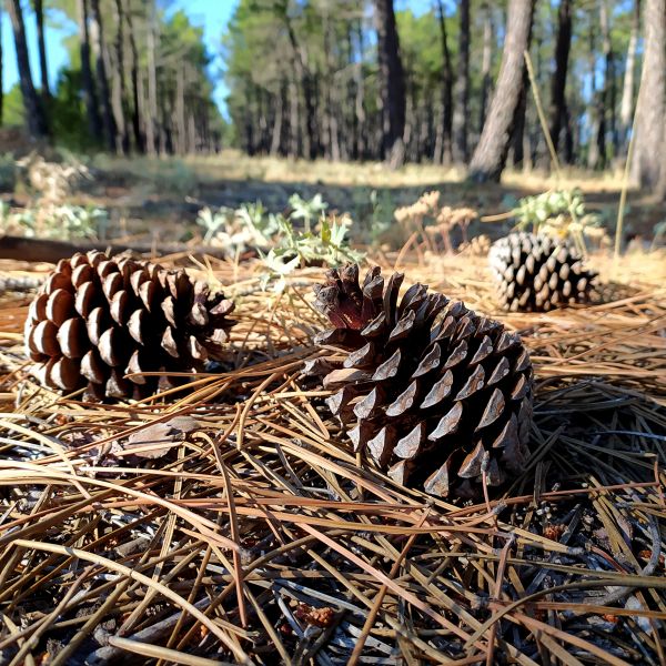 Pine Cone Removal in West Jordan