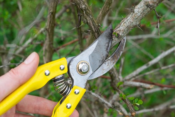 Limbs Removal in West Jordan