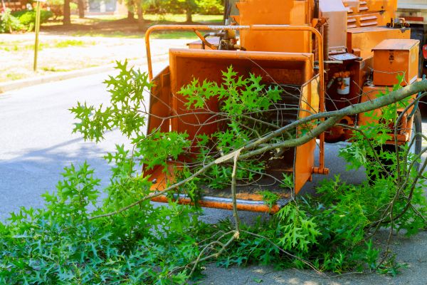 Tree Branches Removal in West Jordan