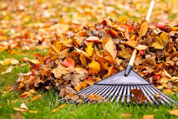 Yard Leaf Removal in West Jordan