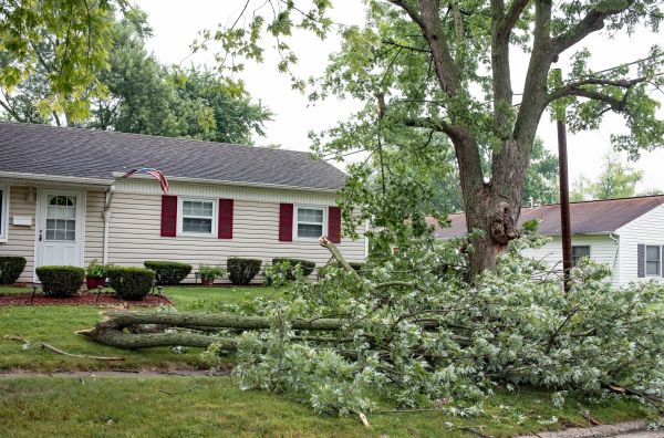 Fallen Branch Removal in West Jordan