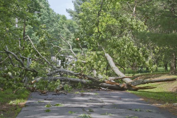 Tree Debris Removal in West Jordan