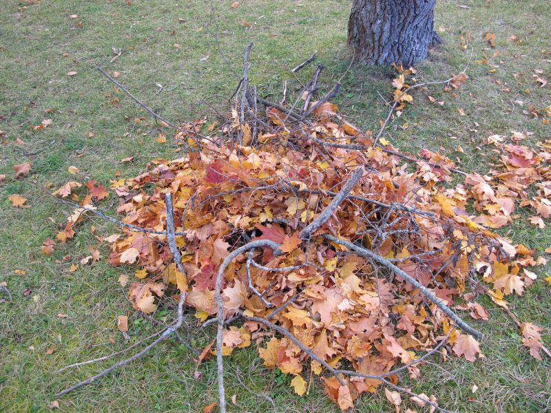 Autumn Leaf Removal